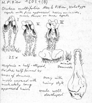 Vorschaubild Ocotea mollifolia Mez & Pittier